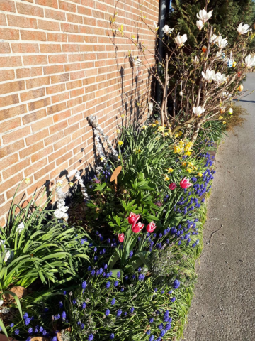Blumen und Pflanzen